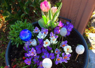 Картинка цветы разные+вместе разноцветные