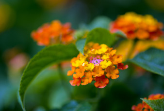 Картинка цветы лантана макро бутоны цветение