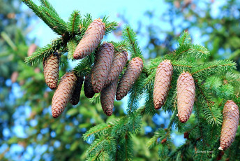 Картинка природа шишки +жёлуди +каштаны ветка