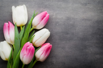 Картинка цветы тюльпаны розовый цвет