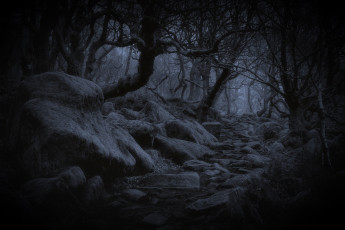 Картинка природа лес деревья ночь