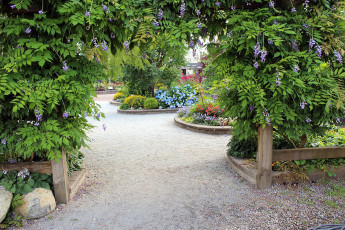 Картинка природа парк глициния гортензия клумбы