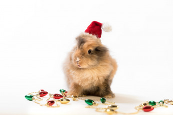 Картинка животные кролики +зайцы кролик гирлянда колпак белый фон