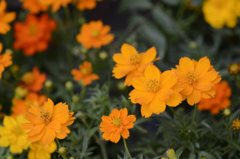 Картинка цветы космея лепестки макро желтый