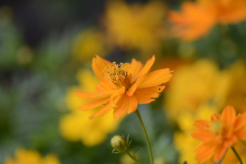 Картинка цветы космея лепестки желтый макро