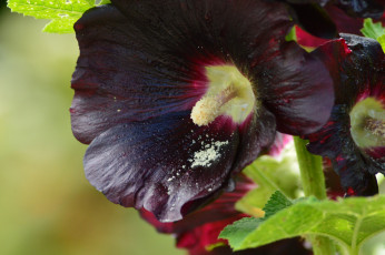 Картинка цветы мальвы бутон мальва