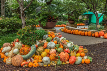 Картинка еда тыква урожай