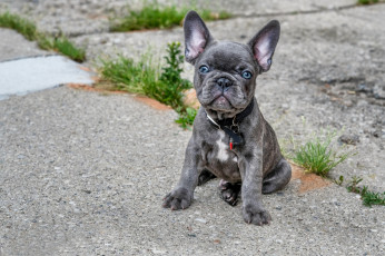 Картинка животные собаки собака взгляд щенок французский бульдог