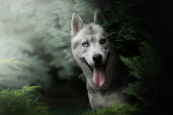 Картинка животные собаки собака животное порода шерсть окрас