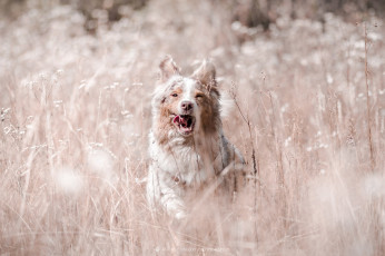 Картинка животные собаки собака животное порода шерсть окрас