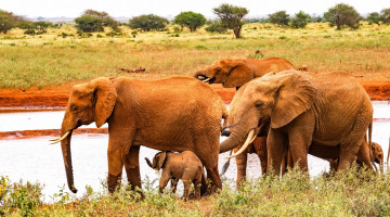 Картинка животные слоны трава водоем деревья