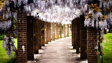 Картинка природа парк глициния аллея