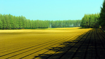 Картинка природа поля весна засеянное поле деревья