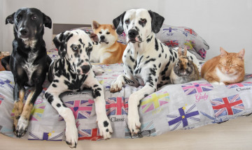 Картинка животные разные+вместе акита-ину кровать кролик долматинцы собаки кошка кот друзья дворняга