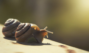 Картинка животные улитки усики макро панцирь улитка