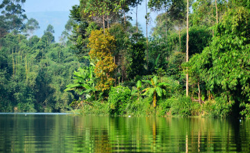Картинка природа тропики деревья водоем