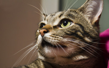 Картинка животные коты морда