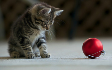 Картинка животные коты новогодний шар