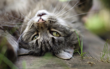 Картинка животные коты трава