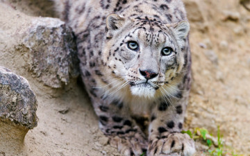 Картинка животные снежный+барс+ ирбис камни