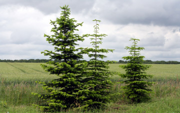 Картинка природа деревья елочки лето поле