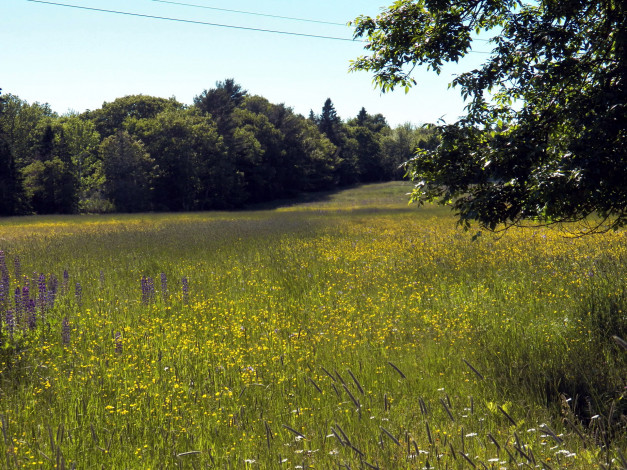 Обои картинки фото природа, луга, лето, разнотравье