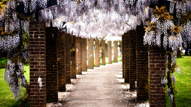 Обои картинки фото природа, парк, глициния, аллея