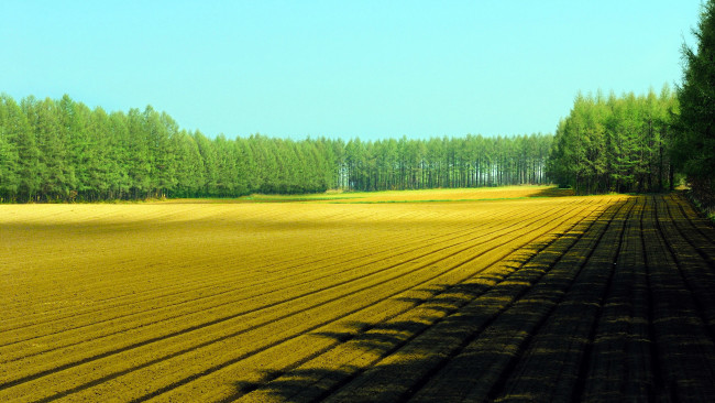 Обои картинки фото природа, поля, весна, засеянное, поле, деревья