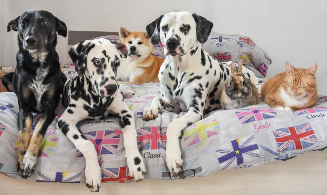 Обои картинки фото животные, разные вместе, акита-ину, кровать, кролик, долматинцы, собаки, кошка, кот, друзья, дворняга