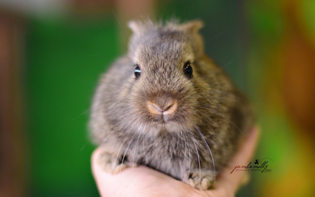 Обои картинки фото животные, кролики,  зайцы, серый, рука, детеныш, макро, кролик