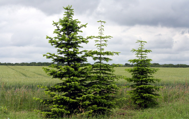 Обои картинки фото природа, деревья, елочки, лето, поле