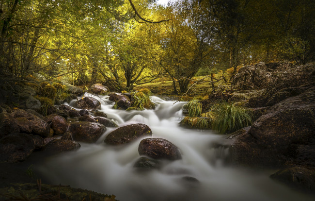 Обои картинки фото природа, реки, озера, река, лес