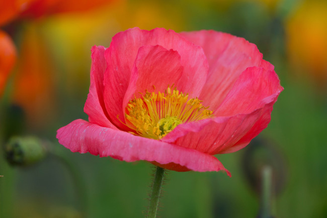 Обои картинки фото цветы, маки, цветение, мак, цветок, цвет