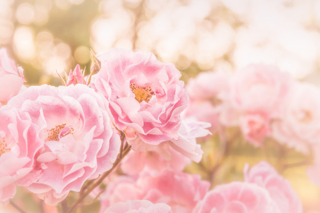 Обои картинки фото цветы, розы, petals, листья, bud, лепестки, бутон, роза, blossoms, leaves, rose, цветение