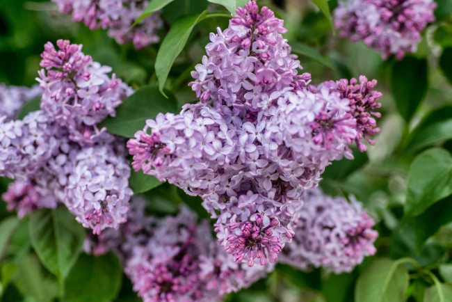 Обои картинки фото цветы, сирень, цветки, лепестки, цветение