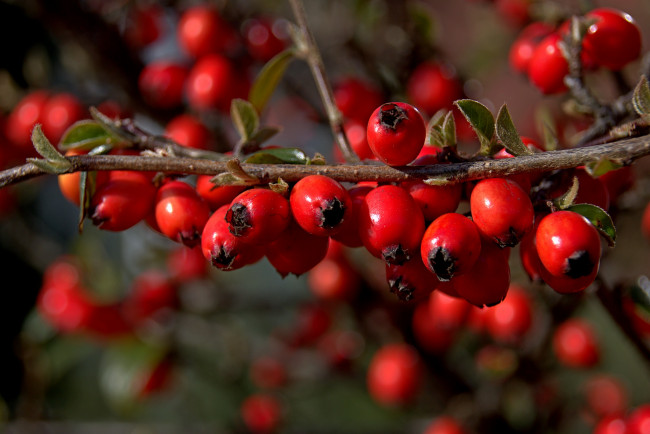 Обои картинки фото природа, Ягоды, красные, ягоды, ветка