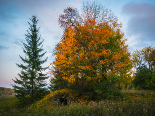 Картинка природа деревья простор