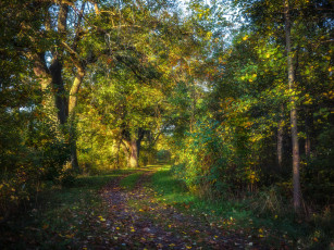 Картинка природа лес простор