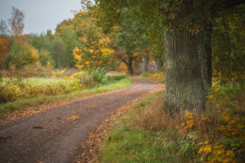 Картинка природа дороги простор