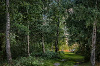 Картинка природа лес простор