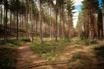 Картинка природа лес простор