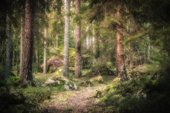 Картинка природа лес простор