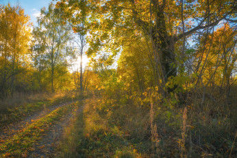 Картинка природа лес простор