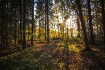 Картинка природа лес простор