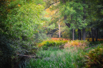 Картинка природа лес простор