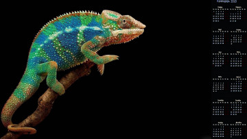 обоя календари, животные, хамелеон