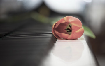 Картинка музыка -музыкальные+инструменты клавиши пианино цветок