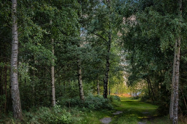 Обои картинки фото природа, лес, простор