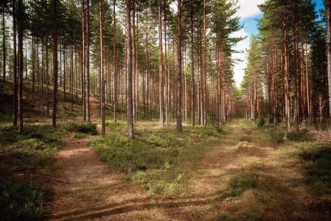 Обои картинки фото природа, лес, простор