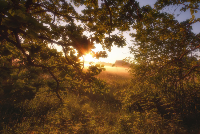 Обои картинки фото природа, лес, простор